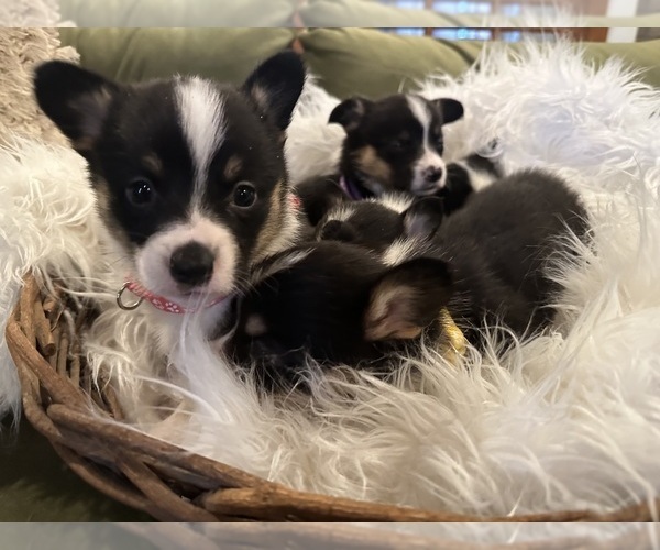 Medium Photo #23  Breeder Profile in PERKINSVILLE, VT, USA