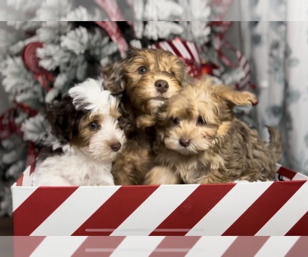 Medium Photo #2  Breeder Profile in EAGLE MOUNTAIN, UT, USA