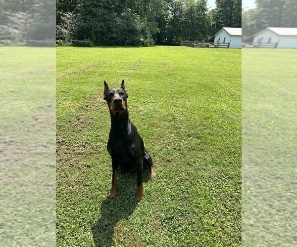 Medium Photo #9  Breeder Profile in LAFAYETTE, TN, USA