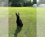 Small Photo #9  Breeder Profile in LAFAYETTE, TN, USA