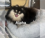 Small breeder photo