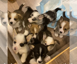 Pembroke Welsh Corgi Dog Breeder near BRANDON, FL, USA