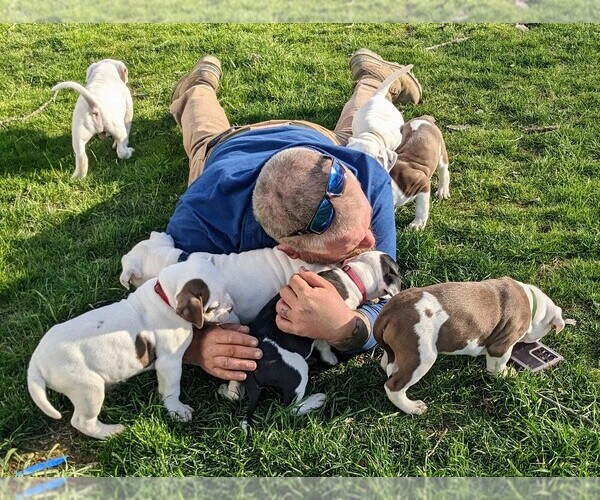 Medium Photo #1  Breeder Profile in NORTH RIDGEVILLE, OH, USA
