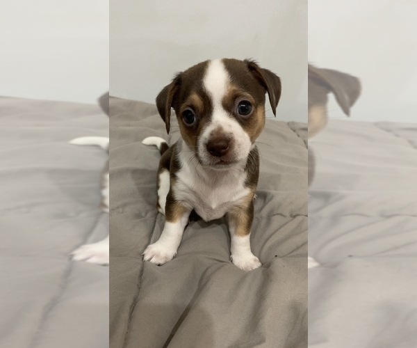 Medium Photo #3  Breeder Profile in NORTH PROVIDENCE, RI, USA