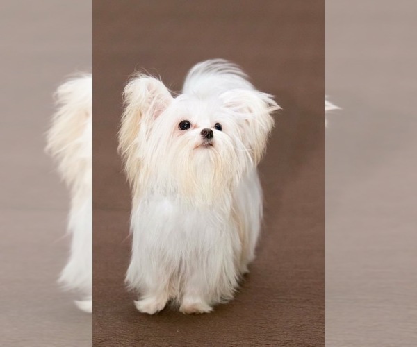 Medium Photo #2  Breeder Profile in MIDDLEBURG, FL, USA