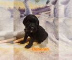 Small #5 Breeder Profile image