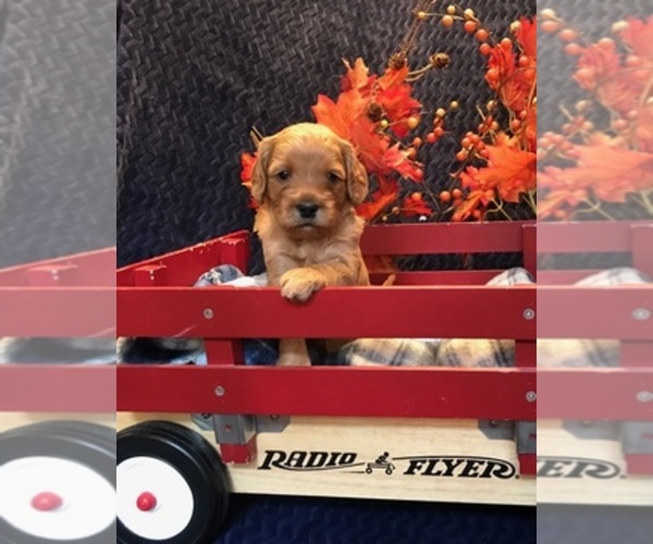 Medium Photo #1  Breeder Profile in OCONOMOWOC, WI, USA