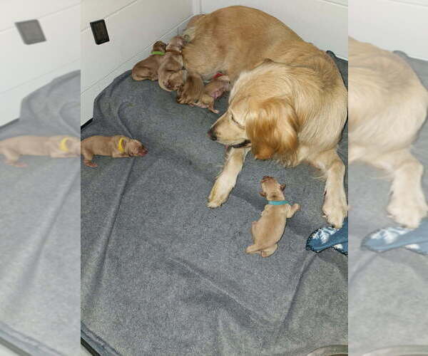 Medium Photo #2  Breeder Profile in VERONA, MO, USA