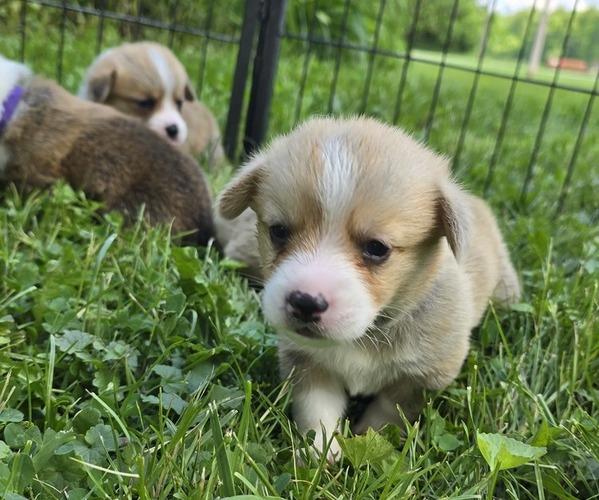 Medium Photo #1  Breeder Profile in SOUTHINGTON, OH, USA