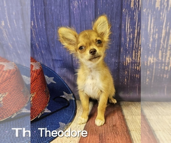 Medium Photo #16  Breeder Profile in HOMERVILLE, GA, USA