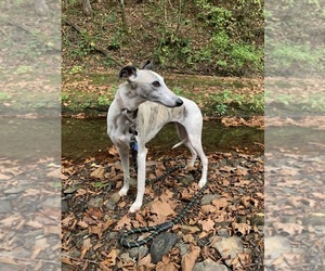Whippet Dog Breeder near ONEIDA, TN, USA