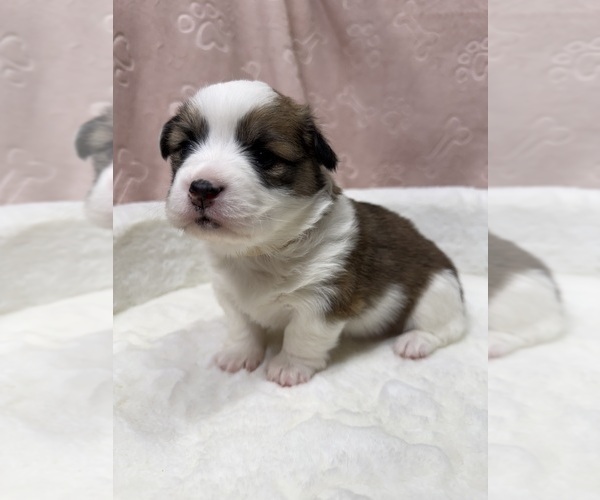Medium Photo #17  Breeder Profile in GRAND RAPIDS, MI, USA