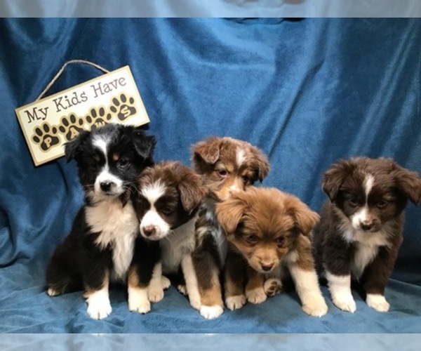 Medium Photo #1  Breeder Profile in FORESTBURG, TX, USA