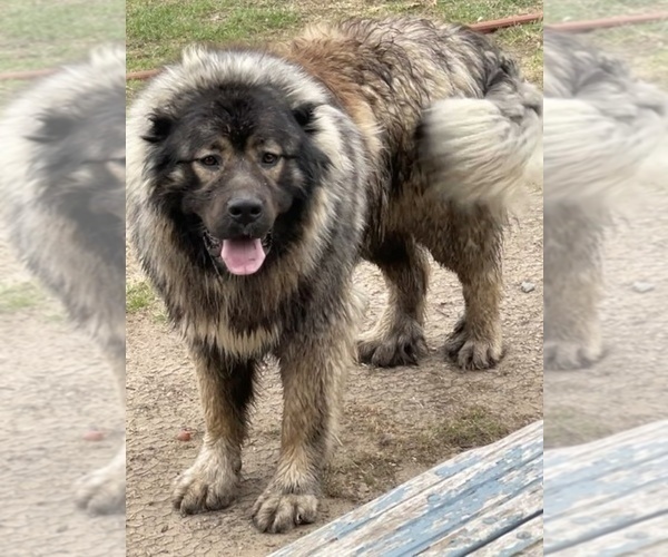 Medium Photo #68  Breeder Profile in TWINING, MI, USA