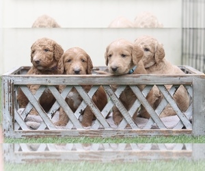 Main photo of Labradoodle Dog Breeder near DRIPPING SPGS, TX, USA