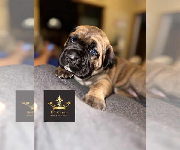 Medium Photo #1  Breeder Profile in LEES SUMMIT, MO, USA