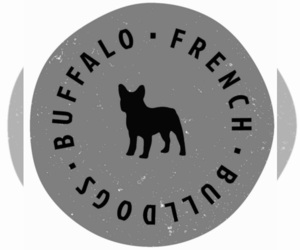 Main photo of French Bulldog Dog Breeder near EAST AMHERST, NY, USA