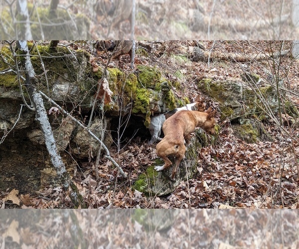 Medium Photo #7  Breeder Profile in DORA, MO, USA