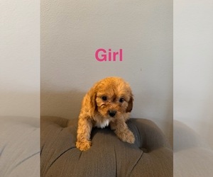 Cavapoo Dog Breeder near YORK, SC, USA