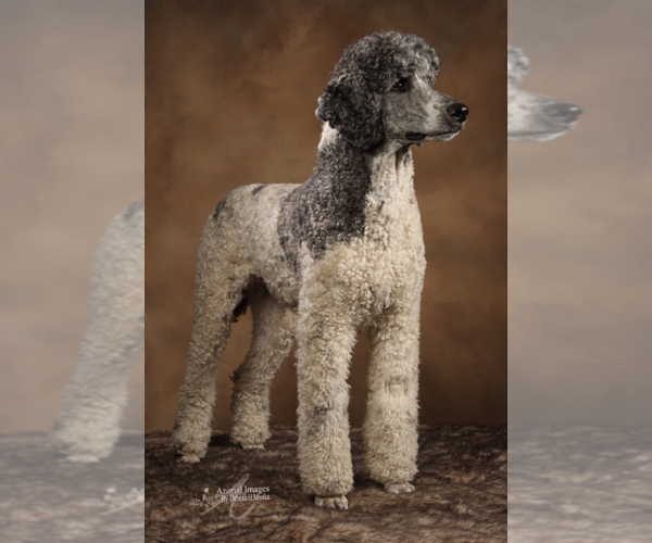 Medium Photo #1  Breeder Profile in ONEIDA, NY, USA