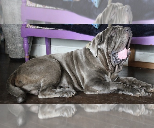 Medium Photo #31  Breeder Profile in SAN MARCOS, TX, USA