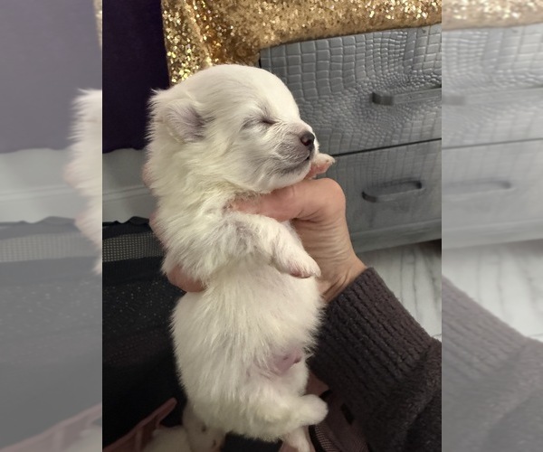 Medium Photo #13  Breeder Profile in HOLLYWOOD, FL, USA
