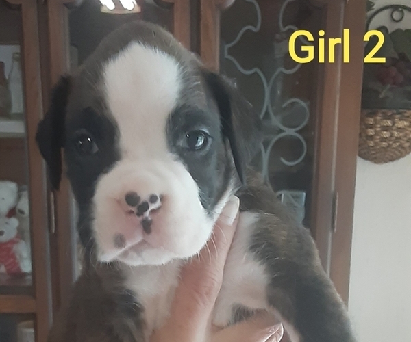 Medium Photo #1  Breeder Profile in MORRISTON, FL, USA