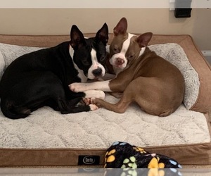Boston Terrier Dog Breeder near MAULDIN, SC, USA