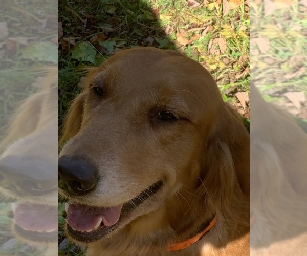 Medium Photo #3  Breeder Profile in LAKE GEORGE, NY, USA