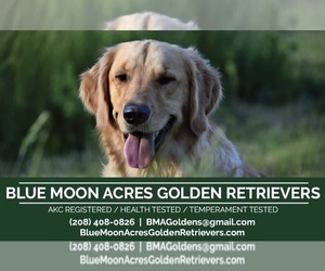 Golden Retriever Dog Breeder near PRIEST RIVER, ID, USA