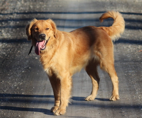 Medium Photo #1  Breeder Profile in MIDDLEBURG, PA, USA