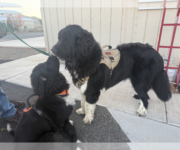 Medium Photo #45  Breeder Profile in LAS VEGAS, NV, USA