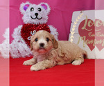 Small #65 Breeder Profile image