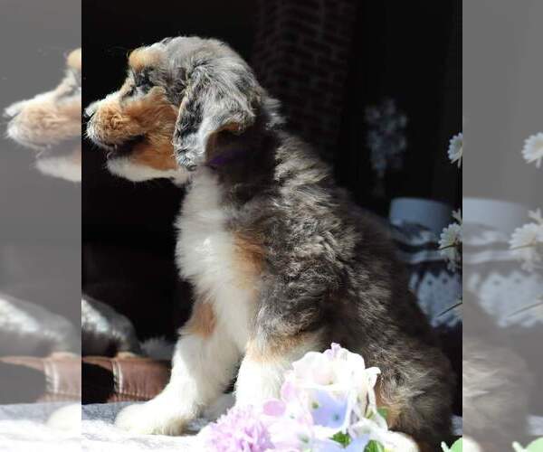 Medium Photo #5  Breeder Profile in EASTON, MO, USA
