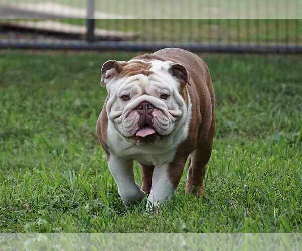 Medium Photo #6  Breeder Profile in LOUISA, VA, USA