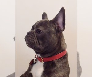 French Bulldog Dog Breeder near NEW YORK, NY, USA