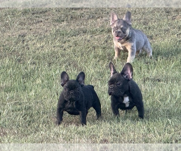 Medium Photo #20  Breeder Profile in LONGVIEW, TX, USA