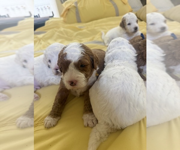 Medium Photo #22  Breeder Profile in SAN ANTONIO, TX, USA