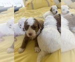 Small #21 Breeder Profile image