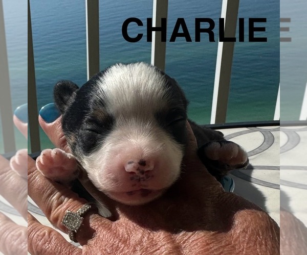 Medium Photo #16  Breeder Profile in MILLS RIVER, NC, USA