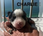 Small #15 Breeder Profile image