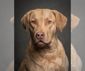 Chesapeake Bay Retriever Dog Breeder near WAGENER, SC, USA