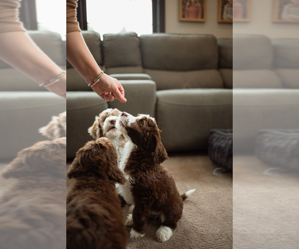 Medium Photo #34  Breeder Profile in SHIOCTON, WI, USA
