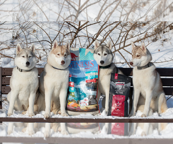 Medium Photo #6  Breeder Profile in Lviv, Lviv, Ukraine