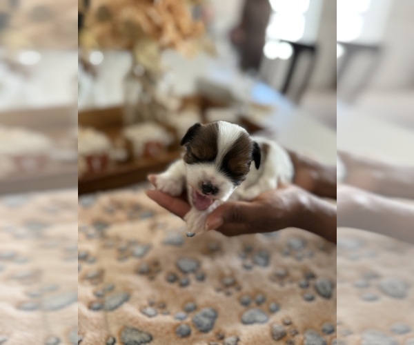 Medium Photo #8  Breeder Profile in MIDLAND, GA, USA
