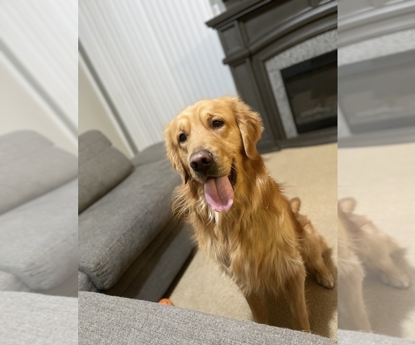 Medium Photo #1  Breeder Profile in ALBUQUERQUE, NM, USA
