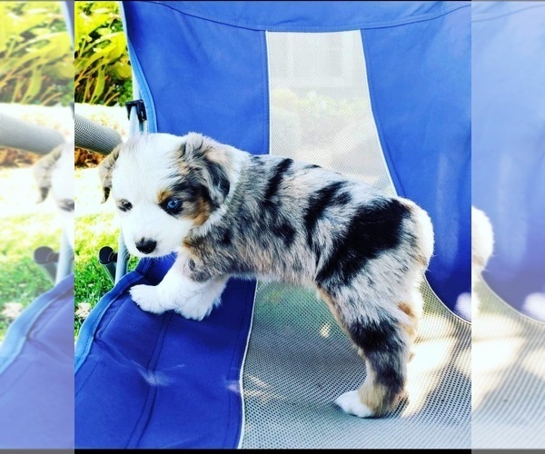 Medium Photo #7  Breeder Profile in MONTEREY, CA, USA