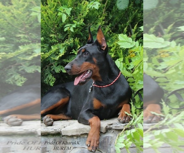 Medium Photo #1  Breeder Profile in KOKOMO, IN, USA