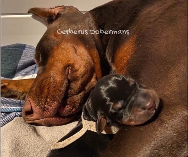 Medium Photo #1  Breeder Profile in CINCINNATI, OH, USA