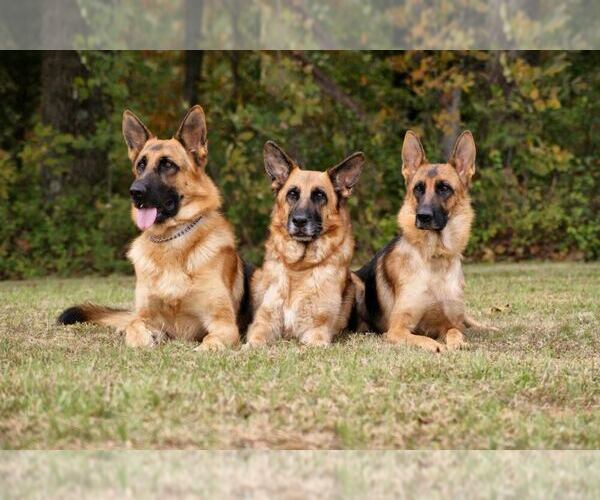 Medium Photo #1  Breeder Profile in CHRISNEY, IN, USA